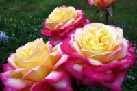 ���� ��������� ��������