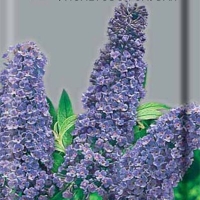 ������� ������ ���������-�������