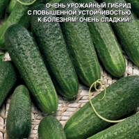 ������ ���� F1