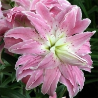 �������������������������������