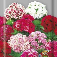 �������� �������� ���������� ��������