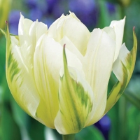 Tulipa-White-Valley