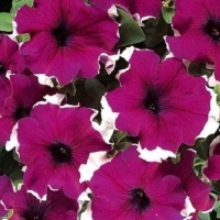 �������������������������������