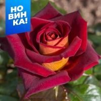 ���� ���� ������