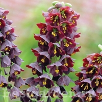 Fritillaria-persica