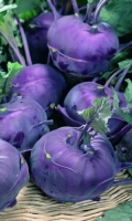 kapusta-kolrabi-violeta