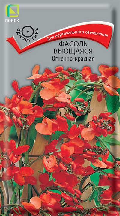 fasol_viuschiyasya_ogneno_krasnaya