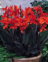 ���� ����