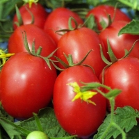 ����� �� �����