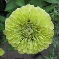 ������ ������� ������ ����