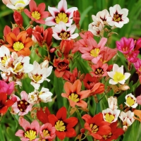 3688a6483d183b6d2af81a24cca63762