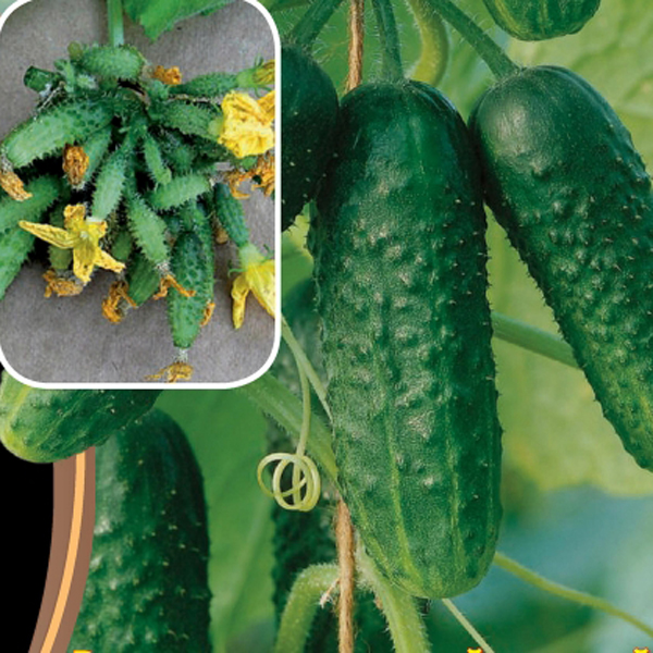 ogurec-na-kornishon-i-pikuli-superpuchkovogo-tipa-zavyazey-vsem-na-zavist-f1