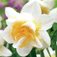 Narcissus-Sweet-Desire_2