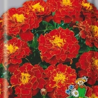 �������������������������������