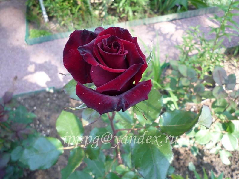 f1_9cd6dfaf-3388-4c85-870a-99f37d09fc37