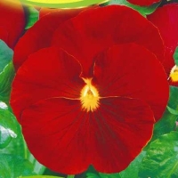 ����� ���������