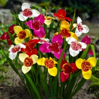 �������� �����