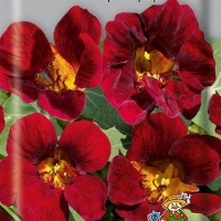 ��������� ����������� ׸���� �������