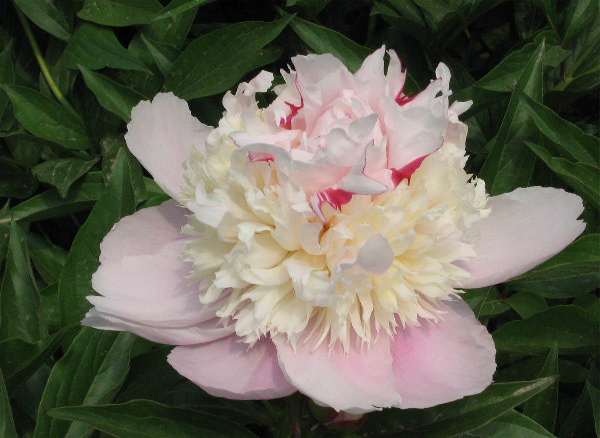 Yan zhi dian yu  ���������� �������2