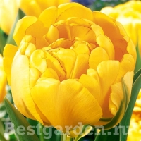 Yellow-Pomponnette