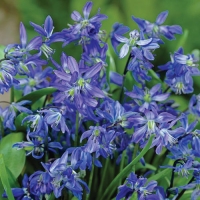 Scilla-Siberica