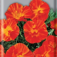 ��������� ����� ����