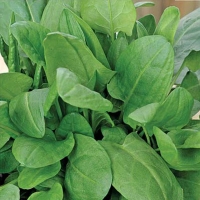 �������������������������������