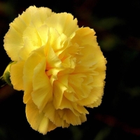 �������� ������� ���� ������