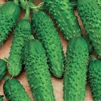 ������-��������-F1-0,3-�-��������