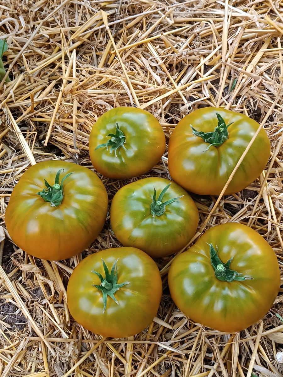 tomat-irlandskiy-liker-f1_233101128521