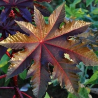 ��������� ������������ 