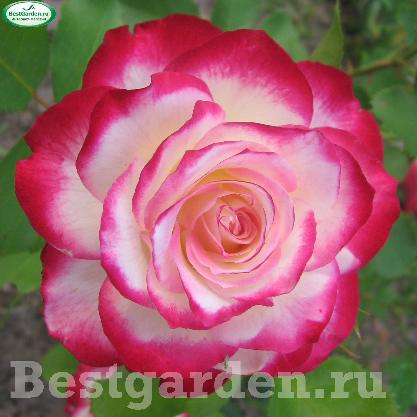 �������������������������������