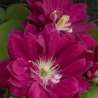 �������������������������������