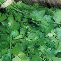 �������� �����������