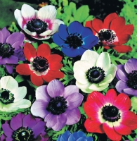 �������������������������������