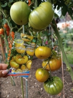 tomat-irlandskiy-liker-f1_233101128291