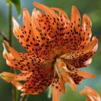 f1_086a95d6-4843-465f-86a6-349e35b487a0