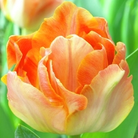 Charming-Lady