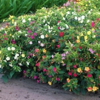 zhivaya_izgorod_iz_mirabilis_1_22115144-e1490183527103-2