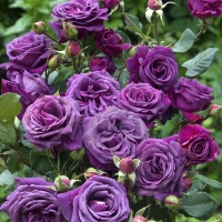 63384_Rose-Parfum-de-Reve