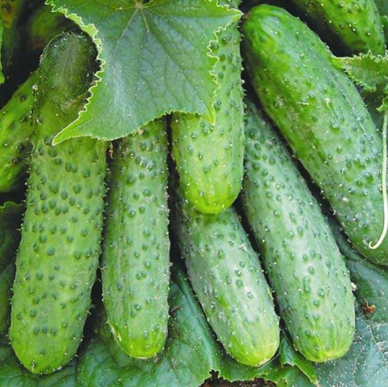 �������������������������������