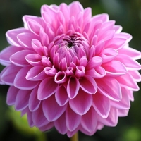 ���� ��� x5