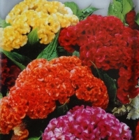 �������������������������������