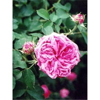 rose-djulber-secer-w800-h800