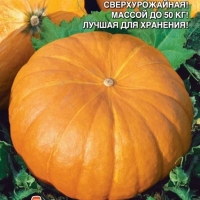 ����� ������� ���������