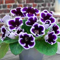 Gloxinia-Kaiser-Wilhelm2