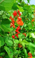fasol-vyuschayasya-krasnyy-shater