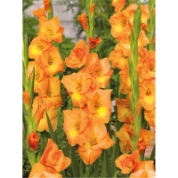 gladiolus-pich-melba-w800-h800