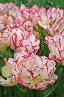 Tulipa Belicia