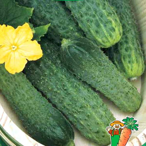 �������������������������������